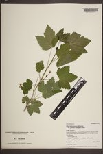 Ribes hudsonianum image