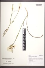 Calochortus eurycarpus image