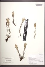 Castilleja pulchella image