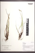 Carex canescens var. canescens image