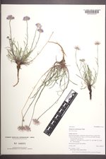 Erigeron ochroleucus image