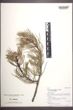 Pinus contorta var. latifolia image
