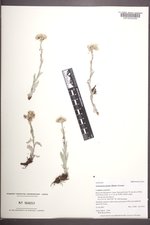 Antennaria lanata image