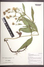 Arnica lanceolata image
