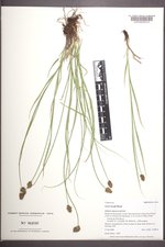 Carex hoodii image