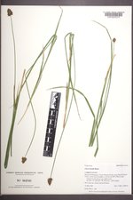 Carex hoodii image