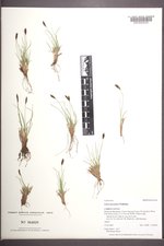 Carex pyrenaica image