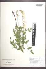 Hedysarum sulphurescens image