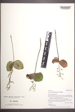 Listera convallarioides image