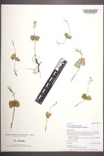 Listera cordata var. nephrophylla image