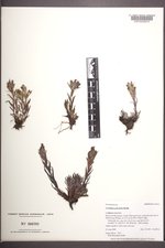 Castilleja pulchella image