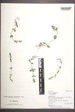 Veronica serpyllifolia var. serpyllifolia image