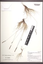 Festuca brachyphylla var. brachyphylla image