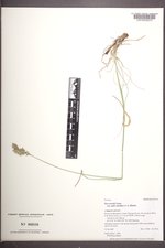 Poa cusickii var. epilis image