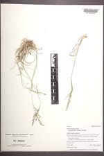 Poa secunda subsp. juncifolia image