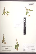 Caltha leptosepala image