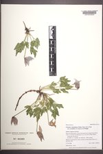Clematis columbiana image