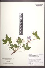 Clematis occidentalis image