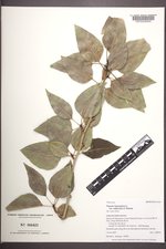 Populus balsamifera subsp. trichocarpa image