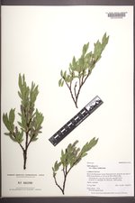 Salix glauca image