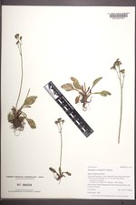 Micranthes occidentalis image