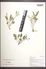 Viola vallicola image