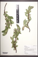 Salix glauca var. villosa image