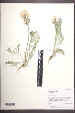 Oxytropis sericea var. sericea image