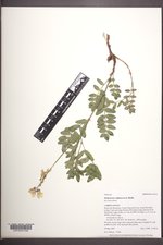 Hedysarum sulphurescens image