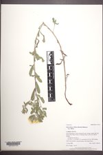 Heterotheca villosa var. villosa image