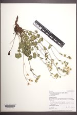 Drymocallis pseudorupestris var. pseudorupestris image