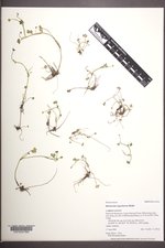 Ranunculus hyperboreus image