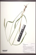 Elymus glaucus var. glaucus image