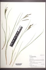 Carex kelloggii image