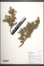 Juniperus communis var. depressa image