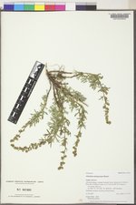 Artemisia michauxiana image