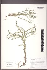 Lappula occidentalis var. occidentalis image