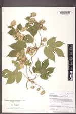 Humulus lupulus var. neomexicanus image