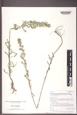 Symphyotrichum falcatum var. commutatum image