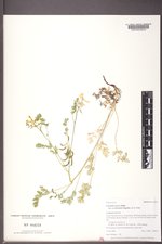 Corydalis aurea subsp. occidentalis image