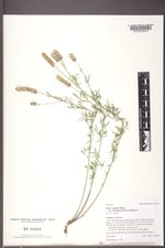 Dalea candida var. oligophylla image