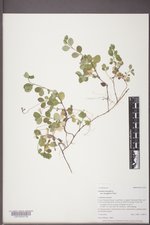 Linnaea borealis var. longiflora image