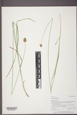 Carex hoodii image