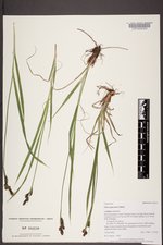 Carex paysonis image