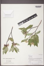 Cornus sericea subsp. sericea image