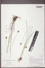 Carex hoodii image