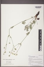 Potentilla diversifolia var. perdissecta image