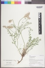Astragalus laxmannii image