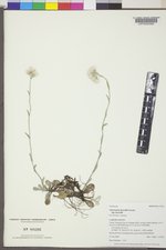 Antennaria howellii subsp. howellii image
