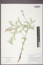 Astragalus drummondii image